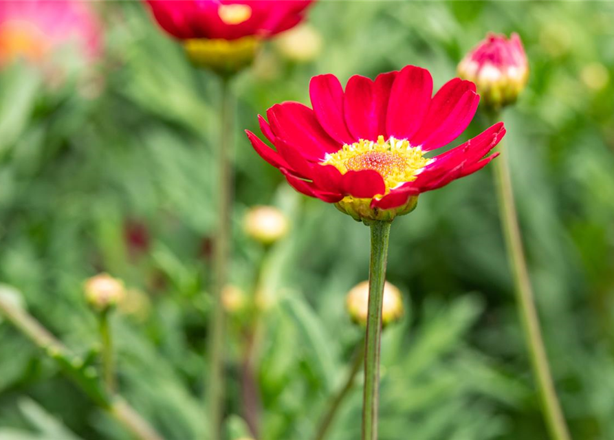 Argyranthemum frutescens, rot