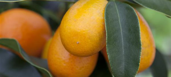 Citrus margarita