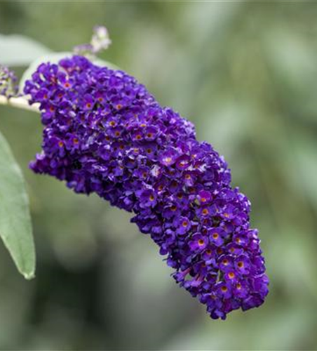 Buddleja davidii 'Black Knight'