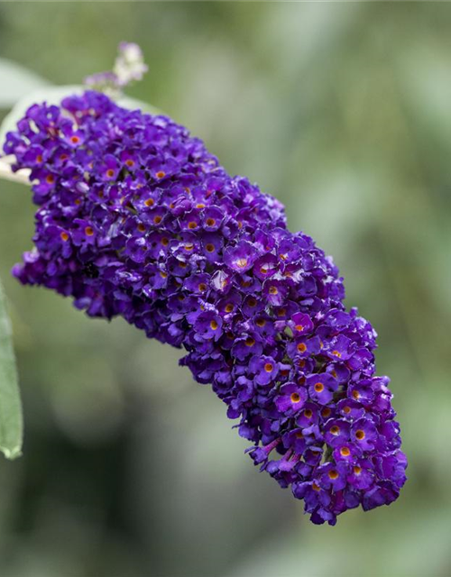 Buddleja davidii 'Black Knight'