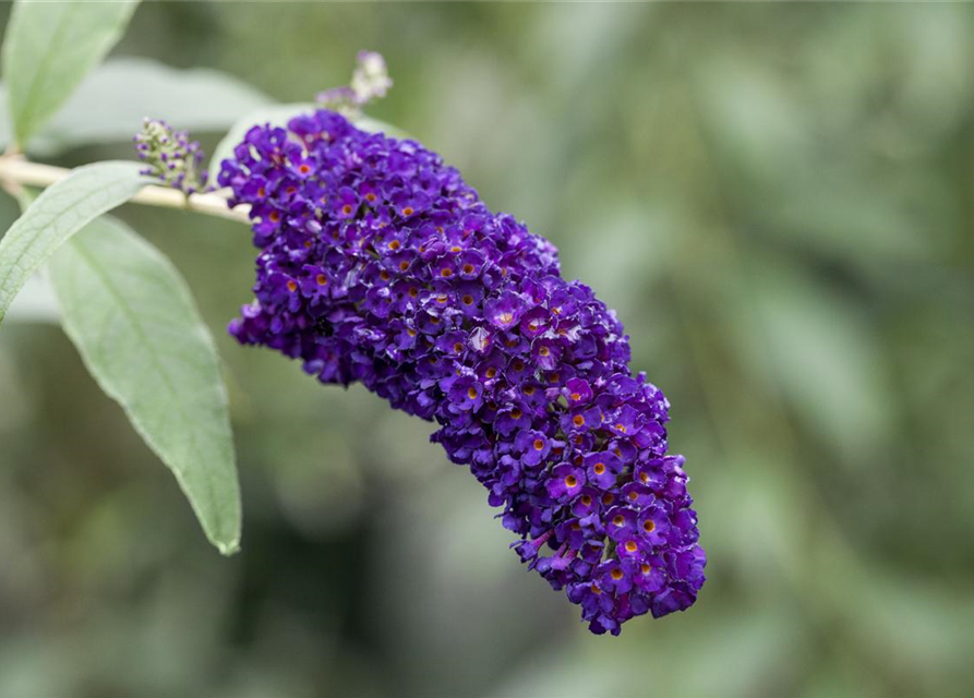 Buddleja davidii 'Black Knight'