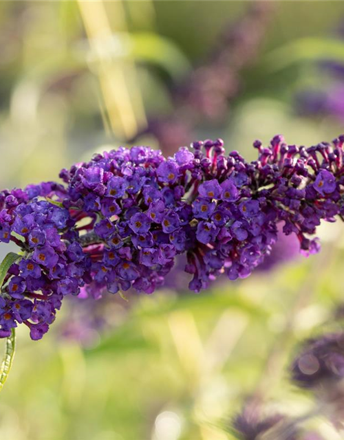 Buddleja davidii 'Black Knight'