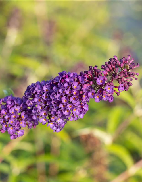 Buddleja davidii 'Black Knight'