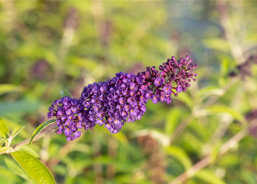 Buddleja davidii 'Black Knight'