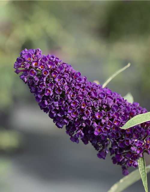 Buddleja davidii 'Black Knight'