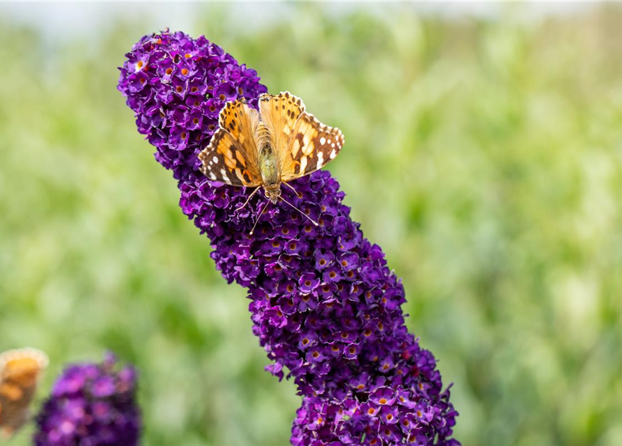 Buddleja davidii 'Black Knight'