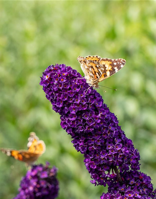 Buddleja davidii 'Black Knight'