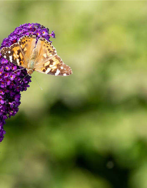 Buddleja davidii 'Black Knight'