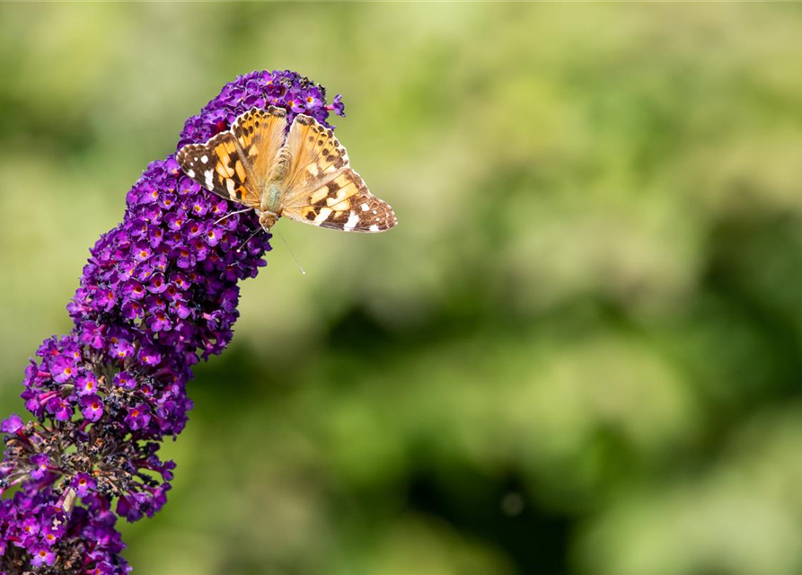 Buddleja davidii 'Black Knight'