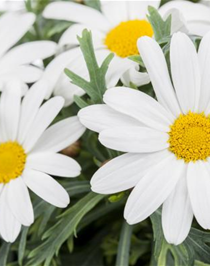 Argyranthemum frutescens, weiß