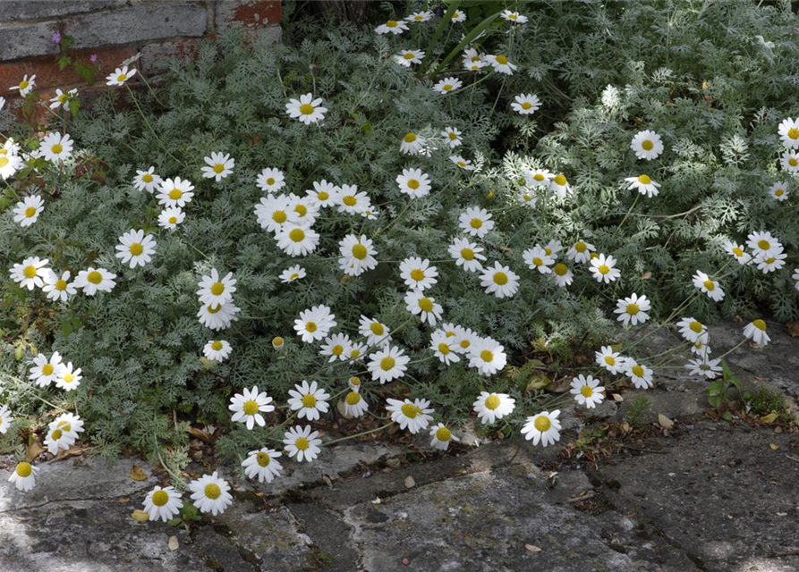 Argyranthemum frutescens, weiß