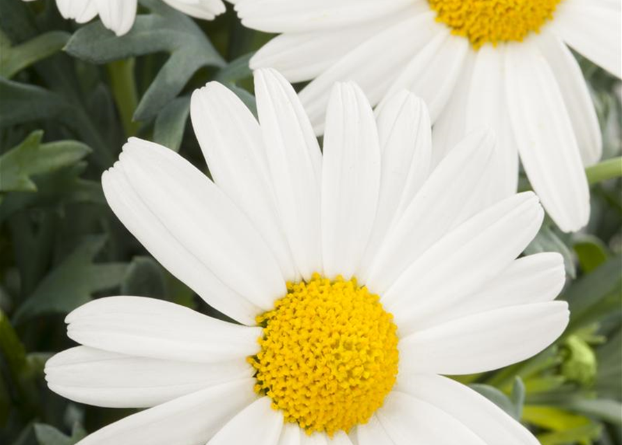 Argyranthemum frutescens, weiß