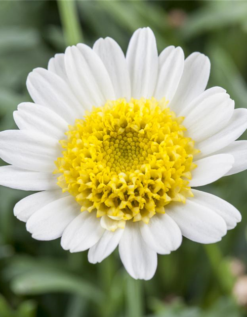 Argyranthemum frutescens, weiß