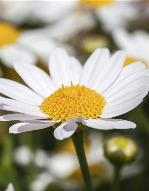 Argyranthemum frutescens, weiß