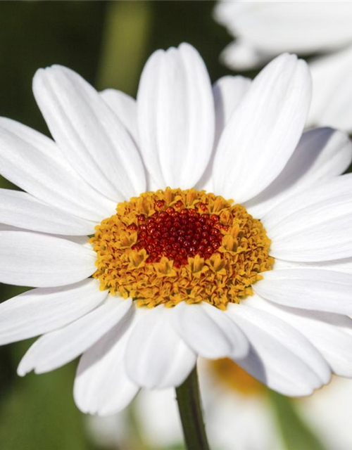 Argyranthemum frutescens, weiß