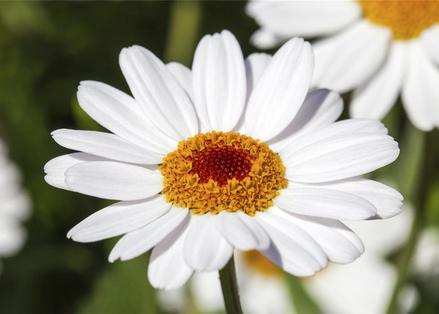 Argyranthemum frutescens, weiß