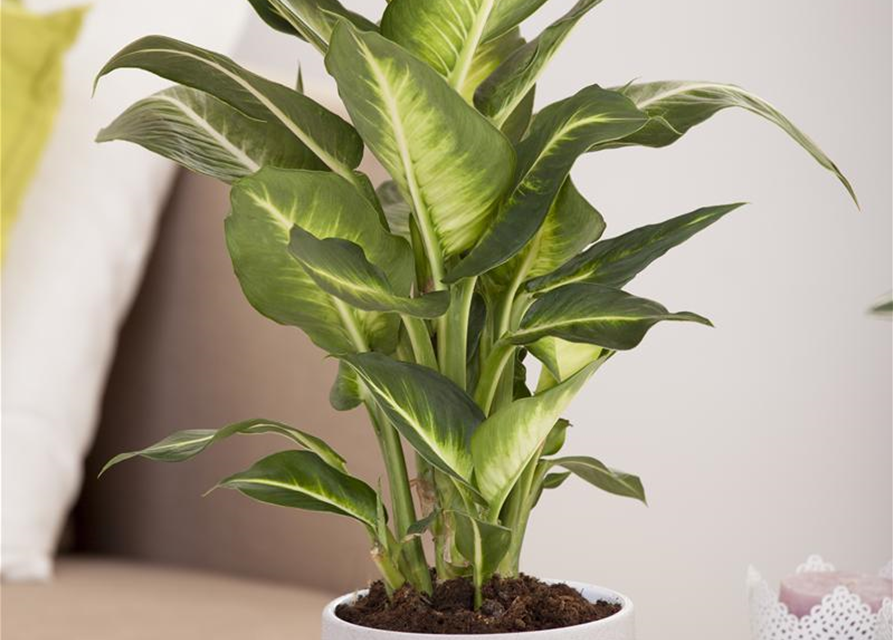 Dieffenbachia maculata