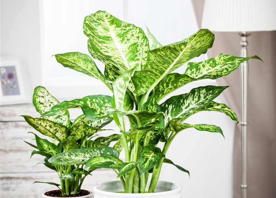 Dieffenbachia maculata