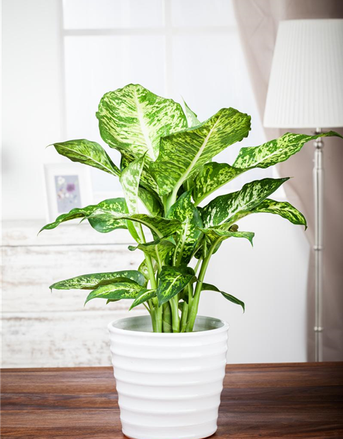 Dieffenbachia maculata