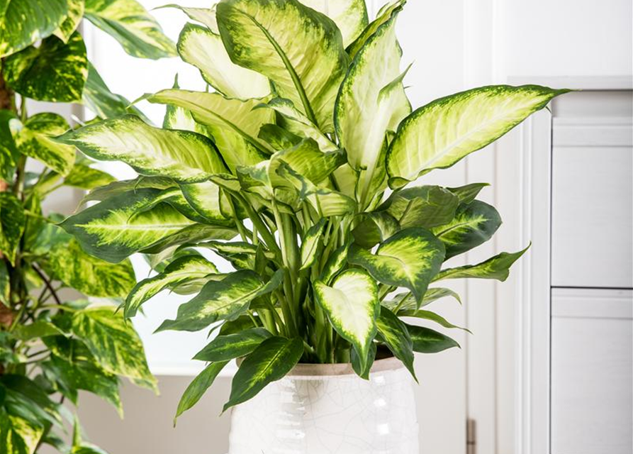 Dieffenbachia maculata