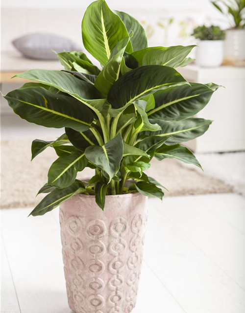 Dieffenbachia maculata