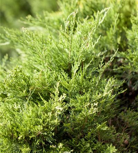 Juniperus x pfitzeriana 'Mint Julep'