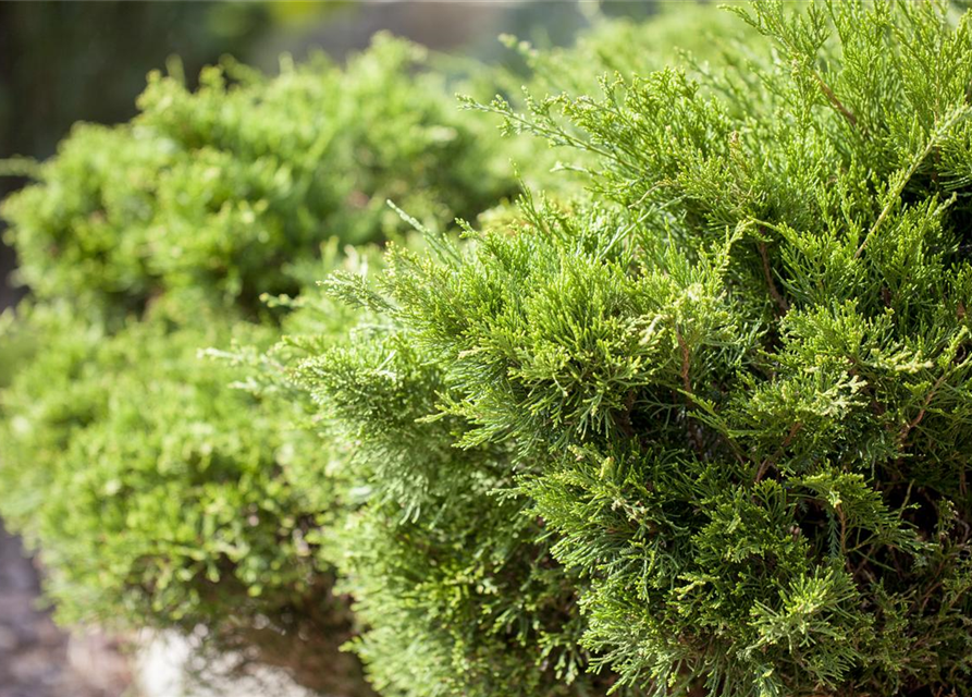 Juniperus x pfitzeriana 'Mint Julep'