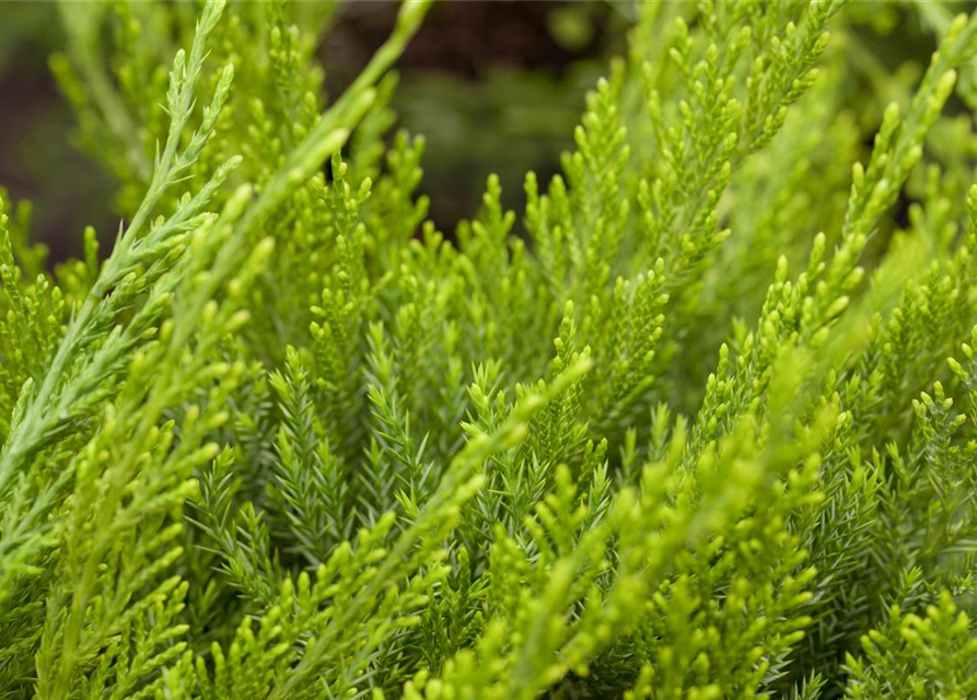 Juniperus x pfitzeriana 'Mint Julep'