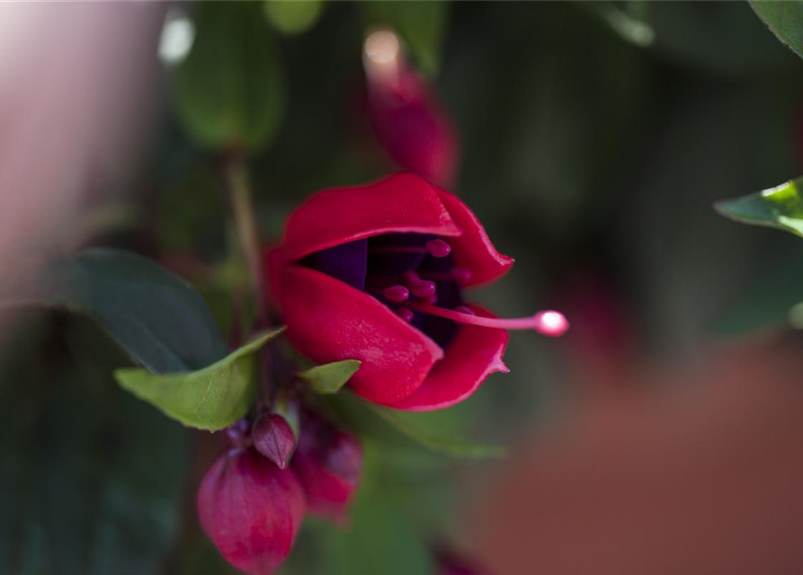 Fuchsia Hybride