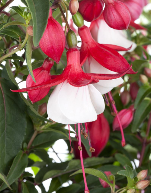 Fuchsia Hybride