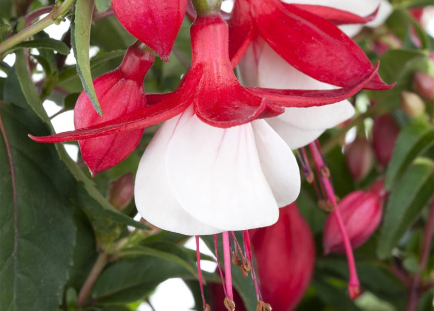 Fuchsia Hybride