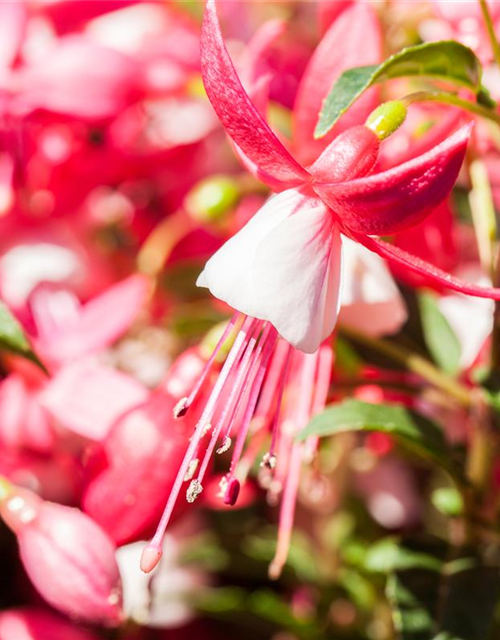 Fuchsia Hybride