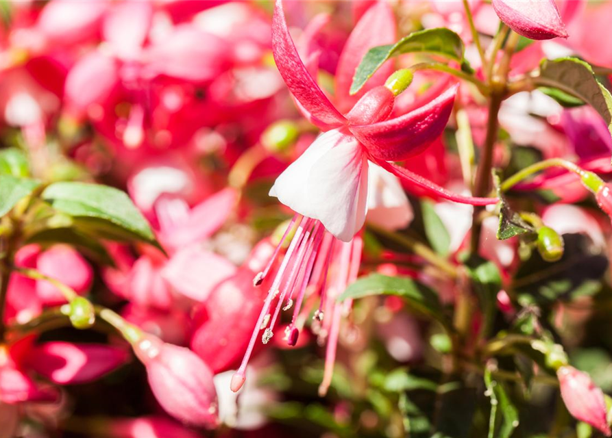 Fuchsia Hybride