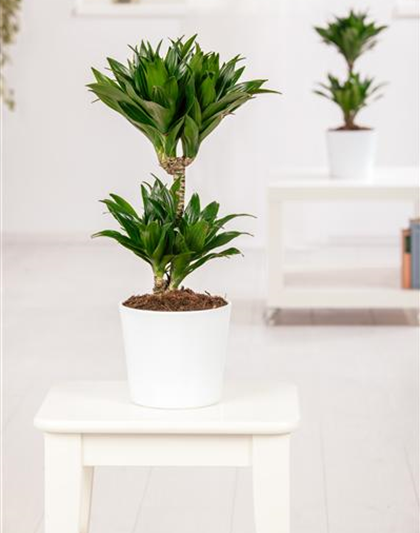 Dracaena fragrans