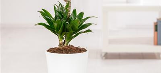 Dracaena fragrans