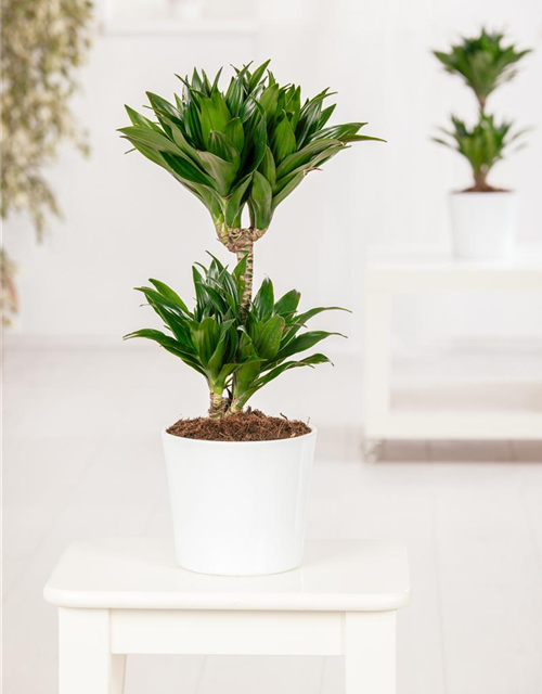 Dracaena fragrans