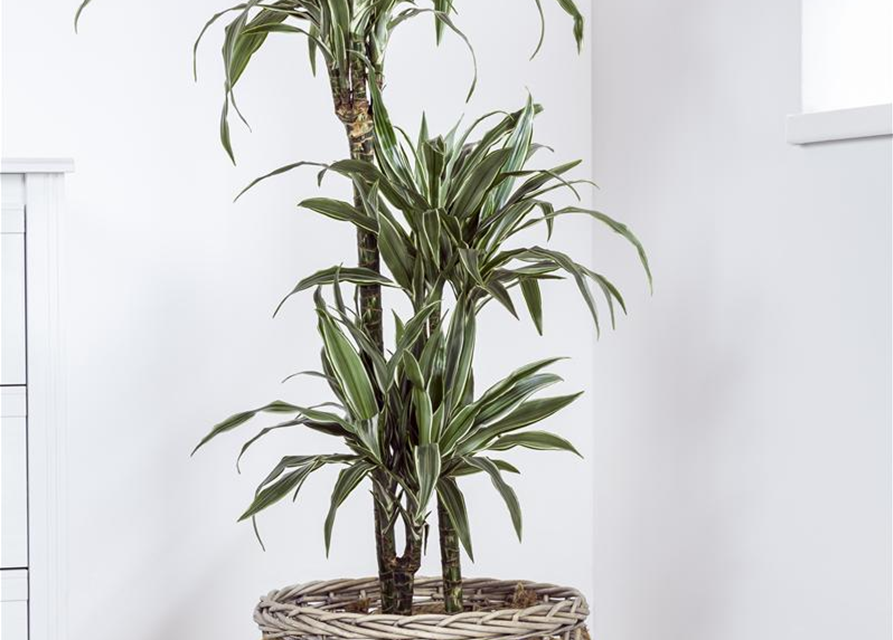 Dracaena fragrans