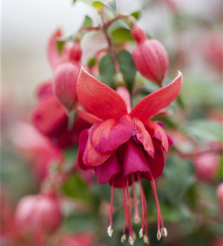 Fuchsia 'Jollies'®