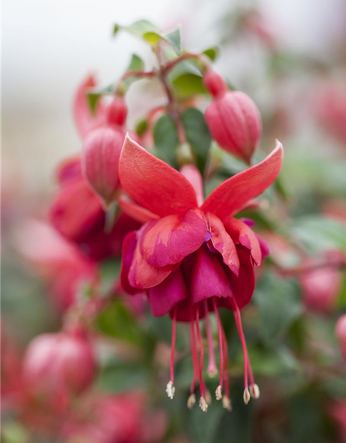 Fuchsia 'Jollies'®