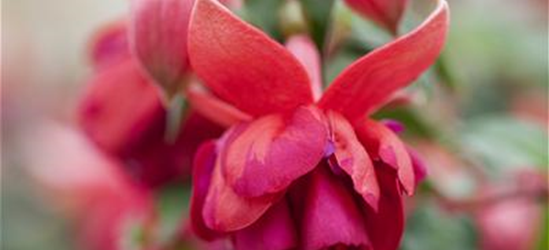 Fuchsia 'Jollies'®