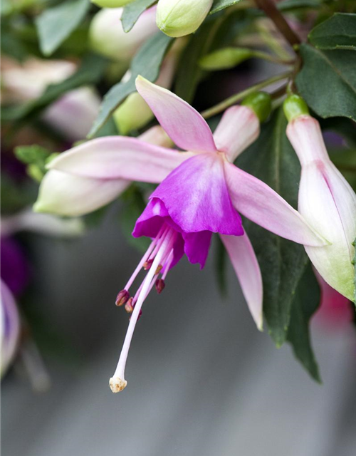 Fuchsia 'Jollies'®