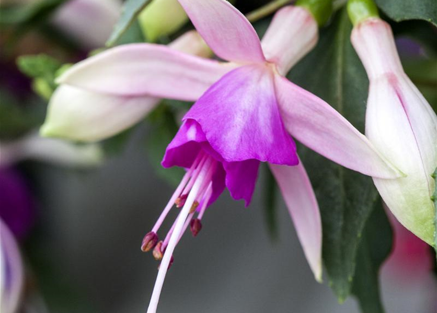 Fuchsia 'Jollies'®