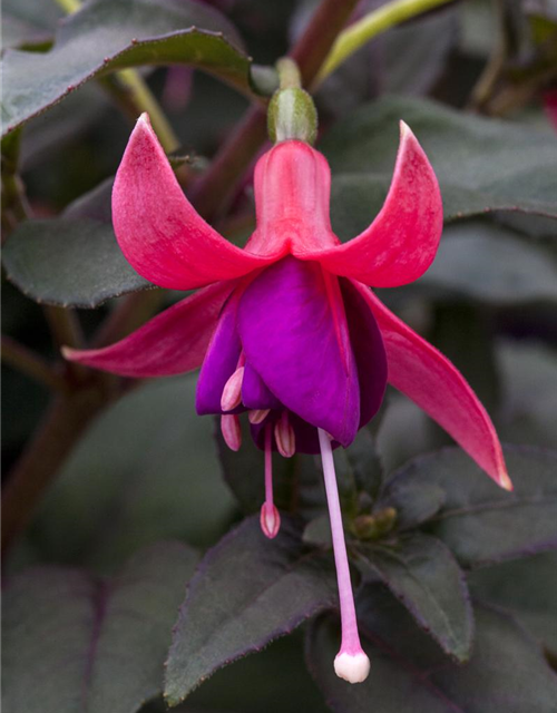 Fuchsia 'Jollies'®