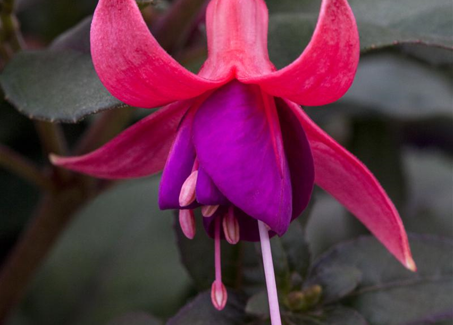 Fuchsia 'Jollies'®