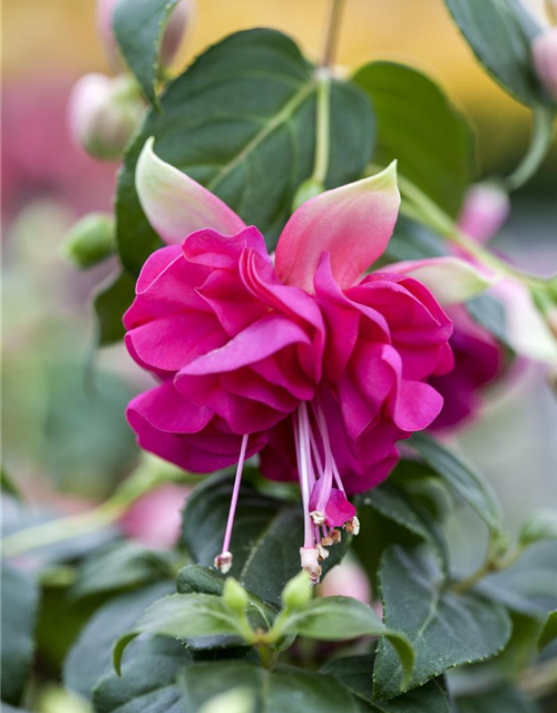 Fuchsia 'Jollies'®