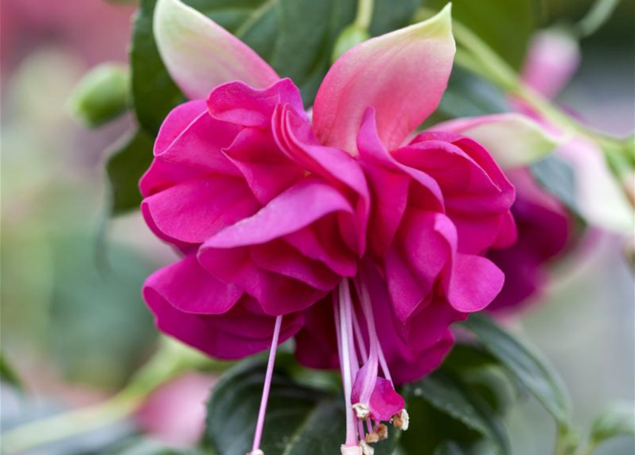 Fuchsia 'Jollies'®