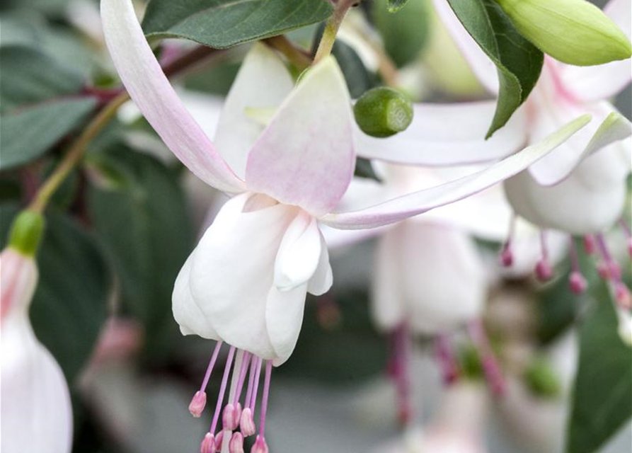 Fuchsia 'Jollies'®