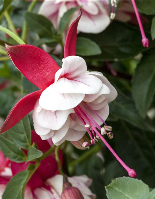 Fuchsia 'Jollies'®