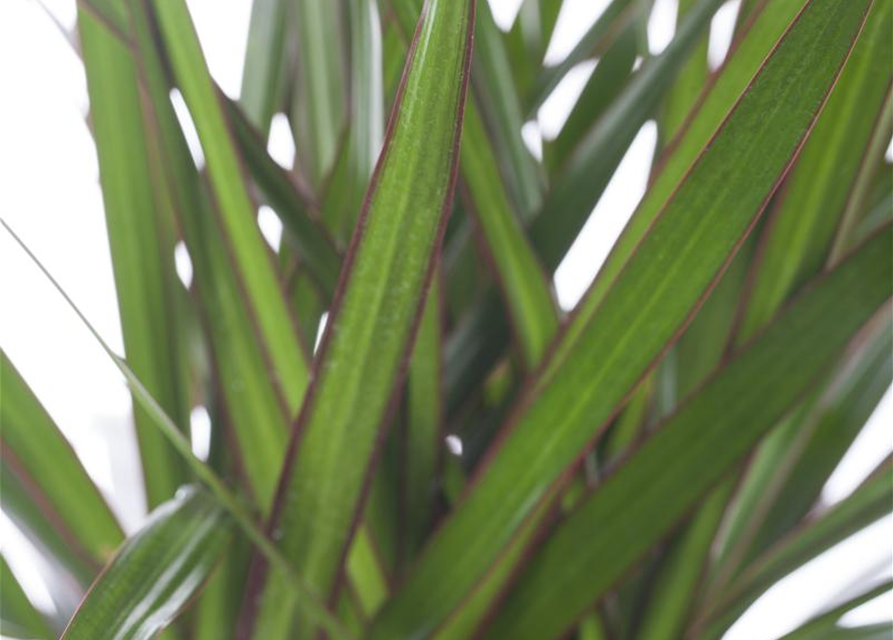 Dracaena marginata