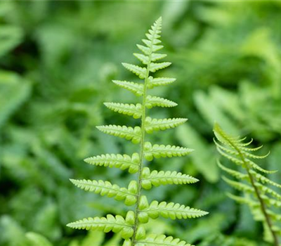 Dryopteris affinis